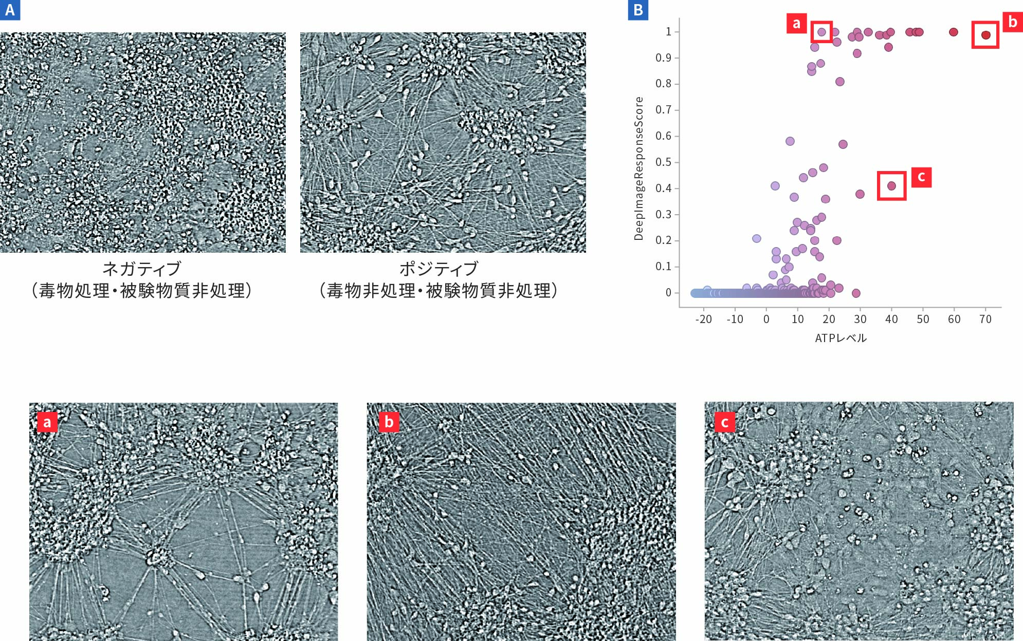神経細胞の毒性評価